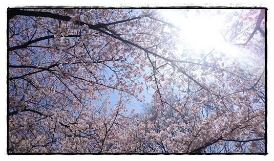 桜と光！