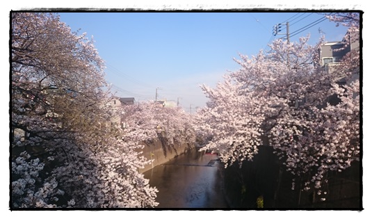 石神井川の桜！