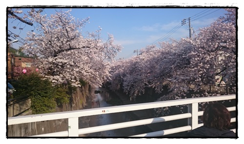 石神井川の桜！